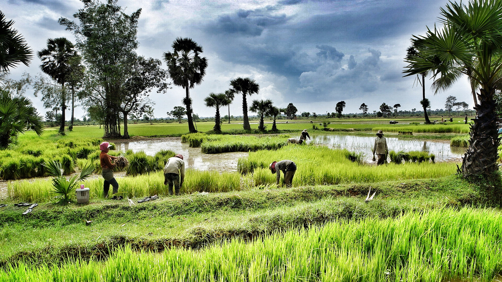 Rice-Fields-Cambodia-2